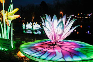 Zoo Luminate lily pad
