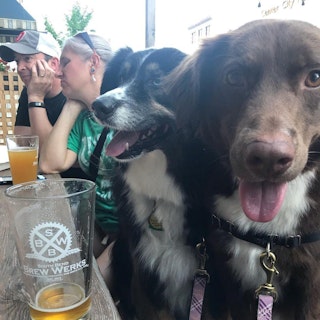 Dogs at South Bend Brew Werks