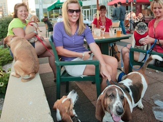 several dogs enjoy a outdoor meal with their owners