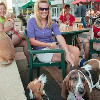 several dogs enjoy a outdoor meal with their owners