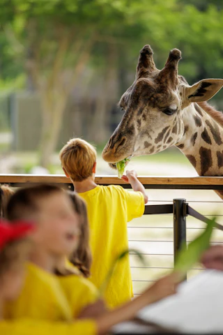 Giraffe Potawatomi Zoo