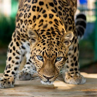 An amur leopard at the Potawatomiz Zoo in South Bend