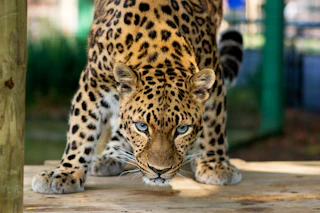 An amur leopard at the Potawatomiz Zoo in South Bend