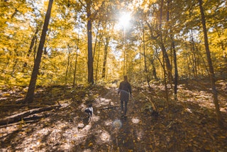 Man walking through the woods in Rum Village Park In South Bend Mishawaka
