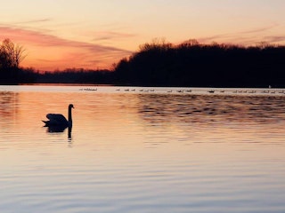 Swan at sunset at Potato Creek