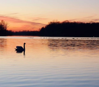 Swan at sunset at Potato Creek