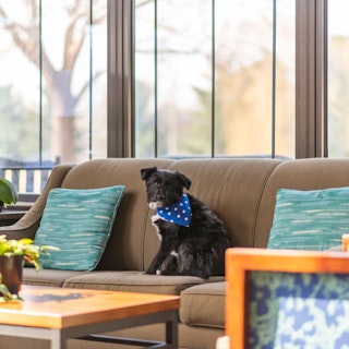 A dog sits on a couch in the lobby of The Inn at Saint Mary's