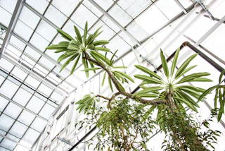 A zen photos of a plant at the Potawatomi Conservatory